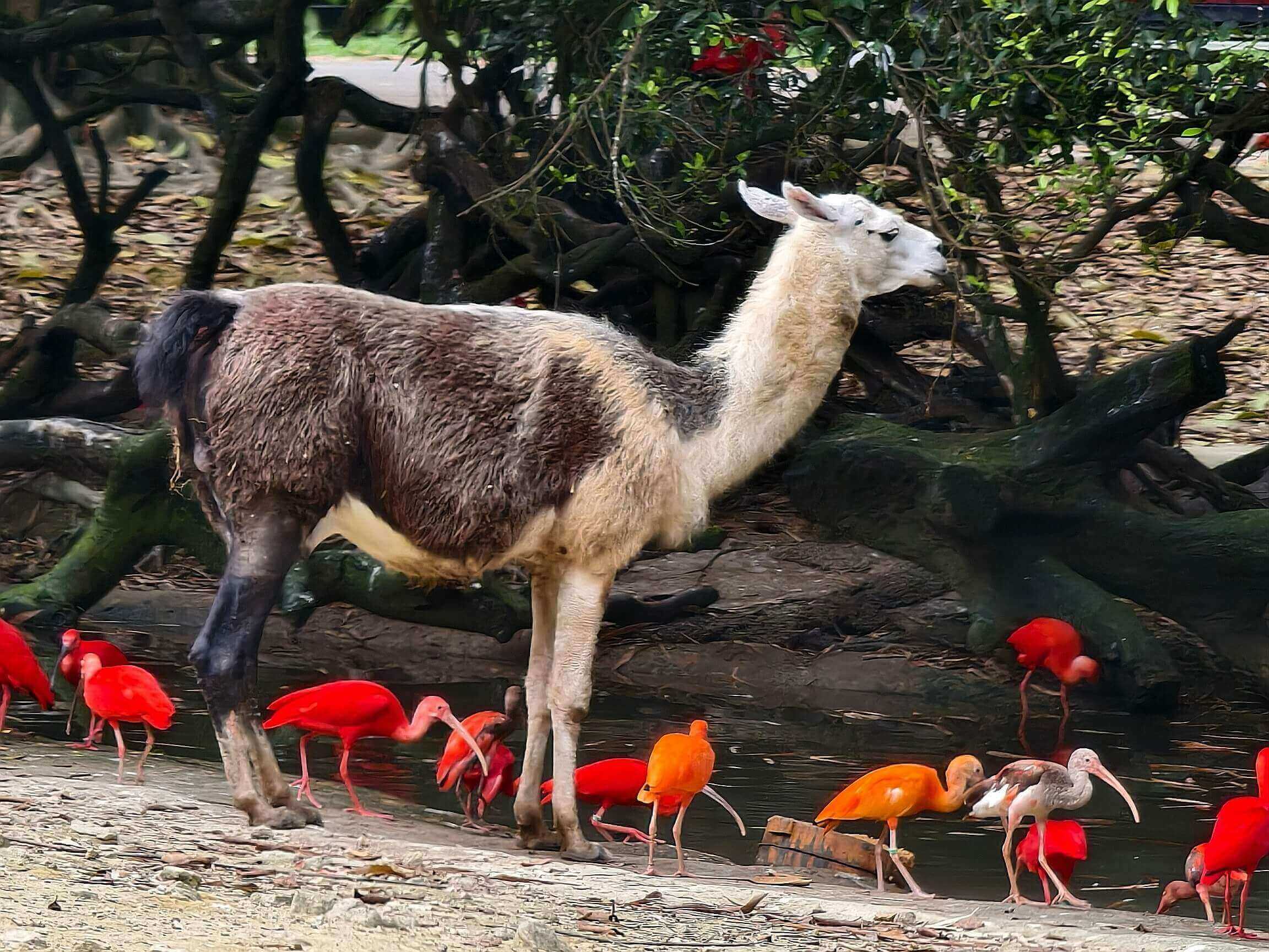 長隆野生動物世界